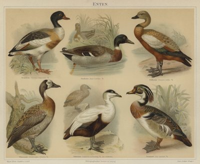 Patos (cor litho) de German School