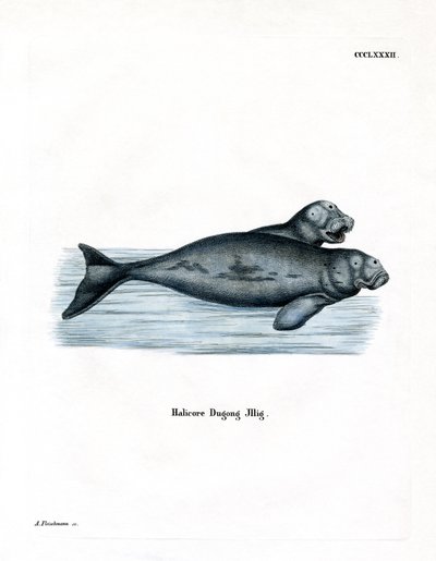 Dugong (gravação a cores) de German School
