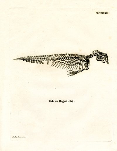 Dugong Skeleton (gravação a cores) de German School