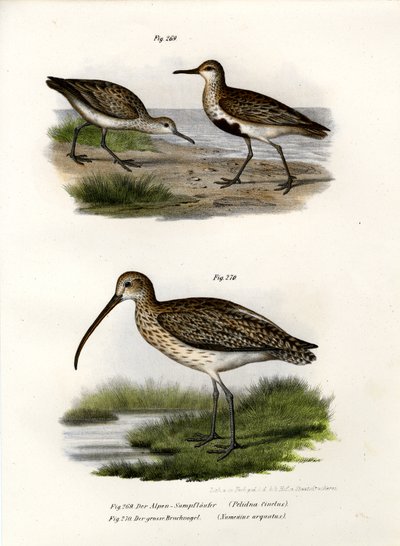 Dunlin, 1864 de German School