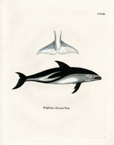 Dusky Dolphin (gravura colorida) de German School