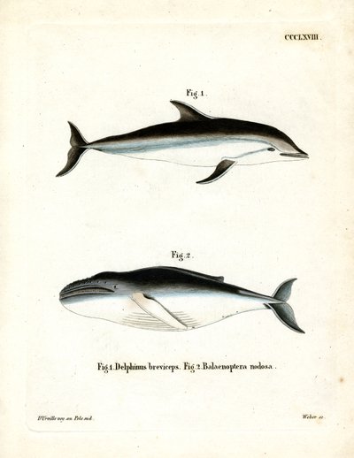 Dusky Dolphin (gravura colorida) de German School
