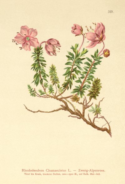 Alpenrose anão (Rhododendron Chamaecistus) de German School