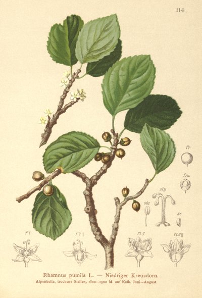 Buckthorn anão (Rhamnus pumila) de German School