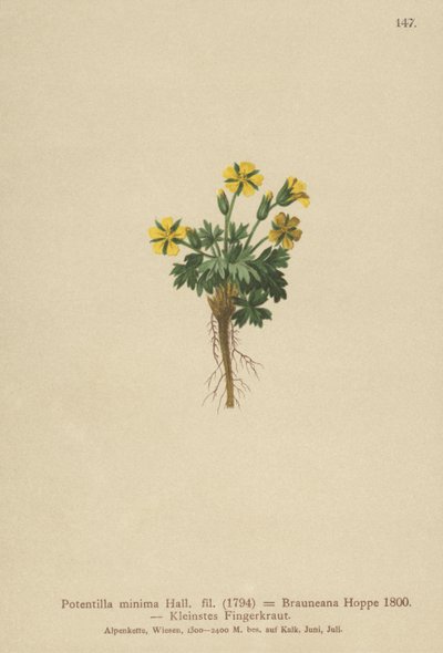 Cinquefoil anão (Potentilla mínimo, Potentilla Brauneana, Potentilla dubia) de German School