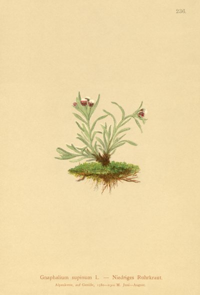 Cudweed humano (Glechoma posição supina) de German School