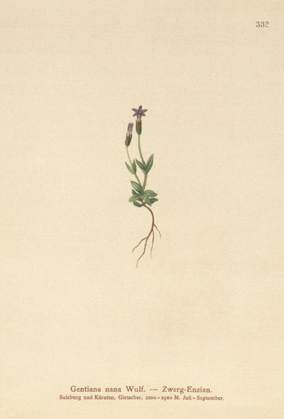 Genciana Anã (Gentiana nana, Gentianella nana) de German School