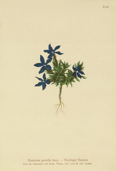 Genciana anã (Gentiana pumila) de German School