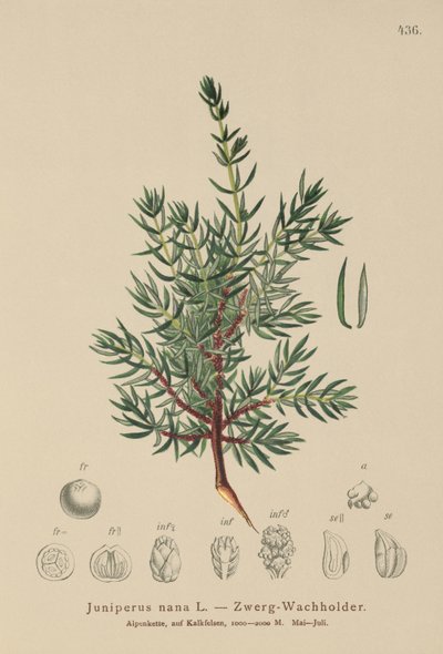 Juniper anão (Juniperus nana, juniperus communis subsp. Nana, Juniperus communis vars sxatilis) de German School