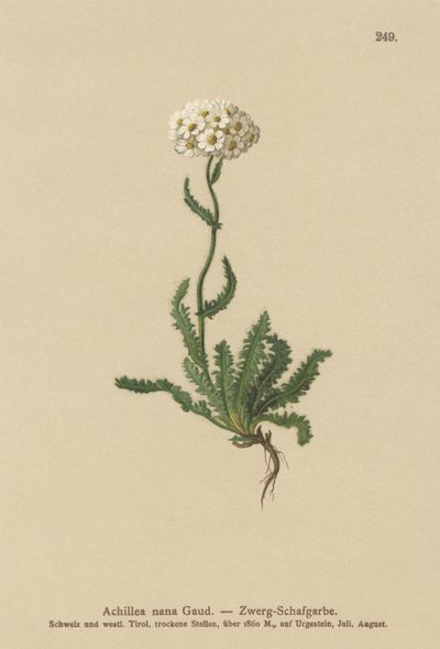 Milfoil anão de German School
