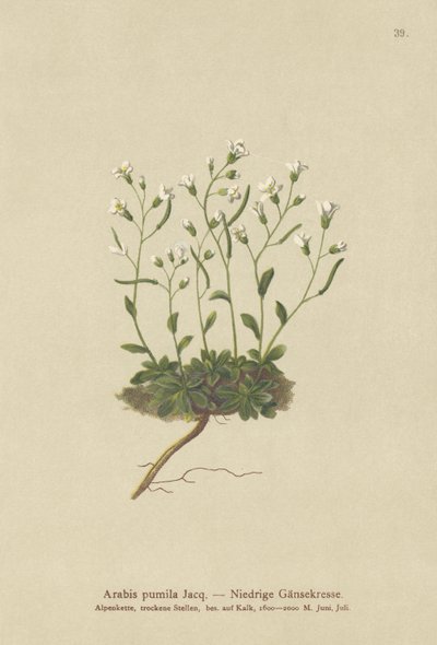 Rockcress anão (Arabis pumila) de German School