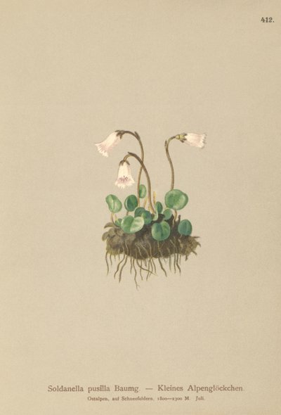 Anão Snowbell (Soldanella pusilla, Soldanella alpicola) de German School