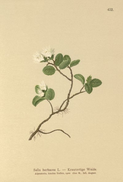 Salgueiro-anão (Salix herbacea) de German School