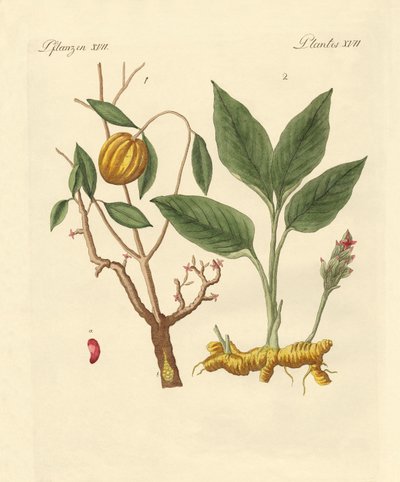 Plantas de tintura de German School