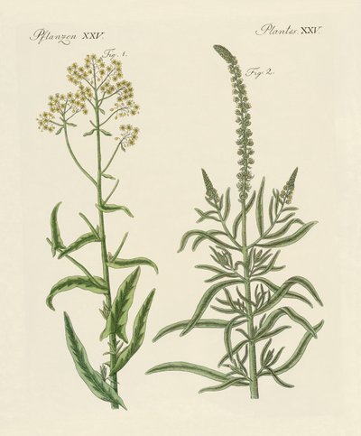 Plantas de tintura de German School