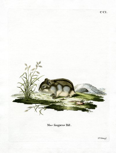 Dzhungarian Dwarf Hamster (gravura colorida) de German School
