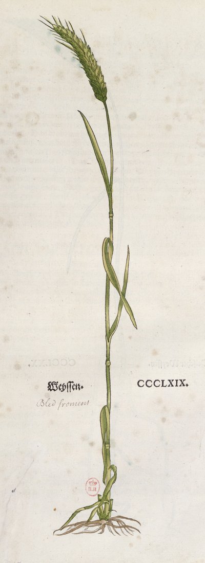 Espiga de trigo, de The Herbarium, de Leonhart Fuchs (1501-66), publicada em Basiléia, 1555 (gravura colorida) de German School