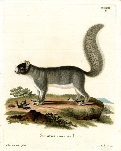 Esquilo Cinzento Oriental (gravura colorida) de German School