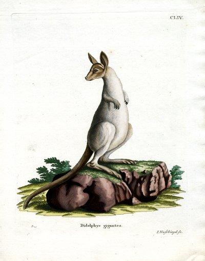 Canguru Cinzento Oriental (gravura colorida) de German School