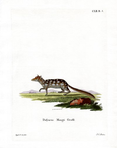 Quoll Oriental (gravação a cores) de German School