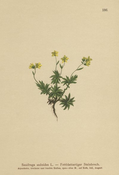 Saxofrage Oriental (Saxifraga sedoides) de German School