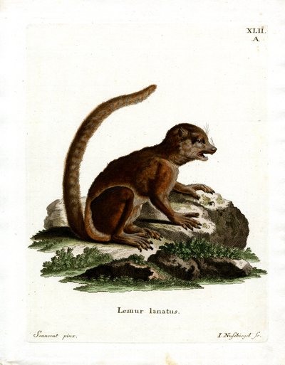 Lemur Lanoso Oriental (gravação a cores) de German School