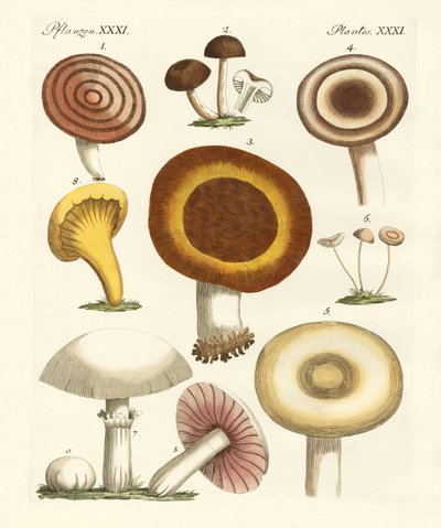 Cogumelos comestíveis de German School