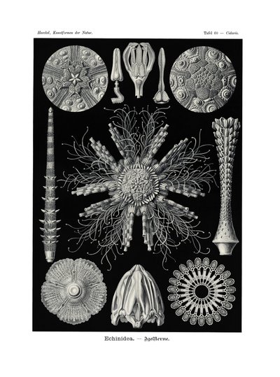 Echinidea, 1899-1904 de German School