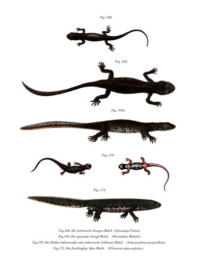 Edough Peninsula Ribbed Newt (cor litho) de German School