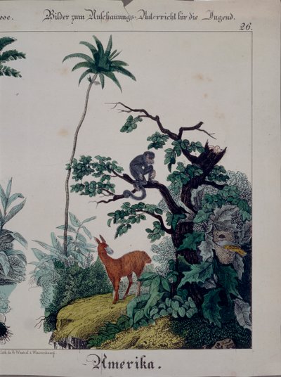 Cartaz educativo com flora e fauna da América do Sul, lado direito, publicado por F. Wentzel, Weissenburg, 1840 (ver também 379941) de German School