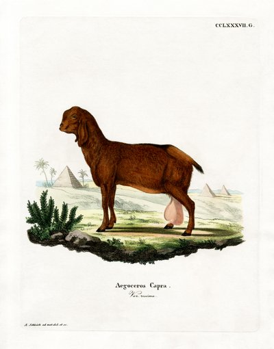 Cabra Egípcia (gravura colorida) de German School