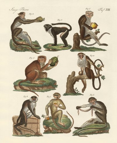 Oito tipos de guenon de German School