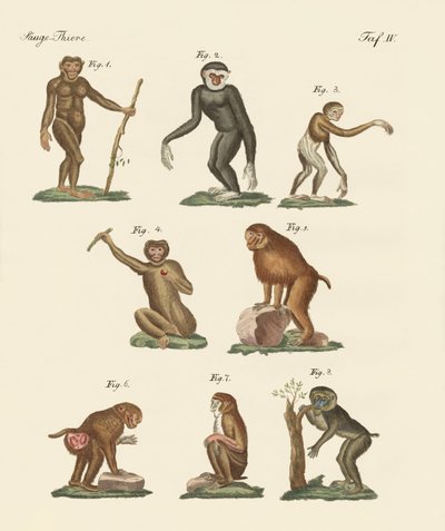 Oito tipos de macacos de German School