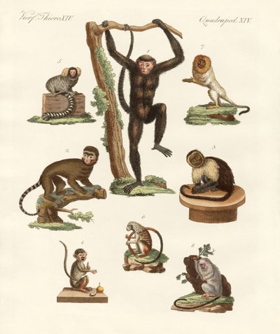 Oito tipos de macacos de German School