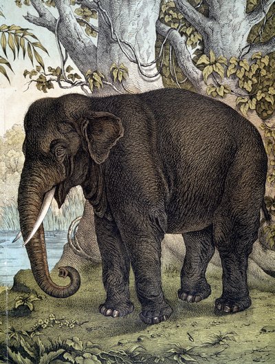 Elefante - em "História Natural dos Mamíferos", ed. Schreiber, Munique de German School