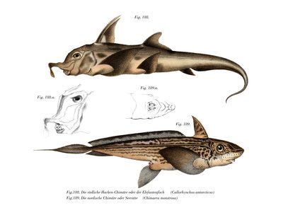 Peixe Elefante (cor litho) de German School