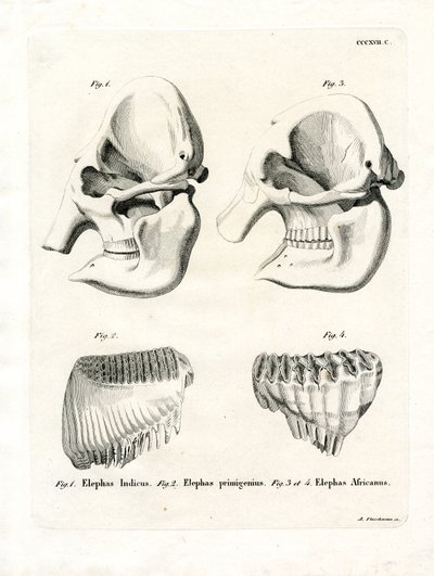 Elephant Skulls (gravura colorida) de German School