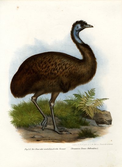 Emu, 1864 de German School