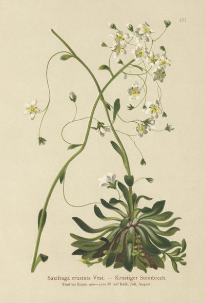 Saxifrage Encrusted (Saxifraga crustata) de German School