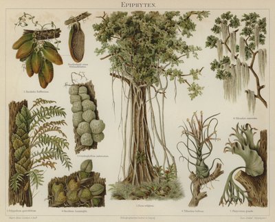 Epífitas (cor litho) de German School