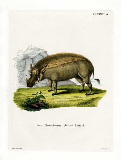 Eritrean Warthog (gravura colorida) de German School