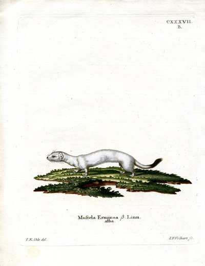 Ermine (gravura colorida) de German School