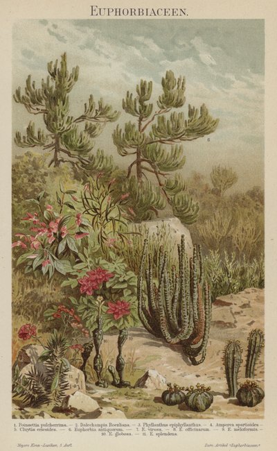 Eufórbias (cor litho) de German School