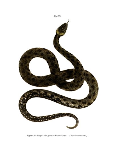 Cobra gramínea europeia (cor litho) de German School