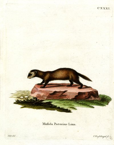 Polecat Europeu (gravura a cores) de German School