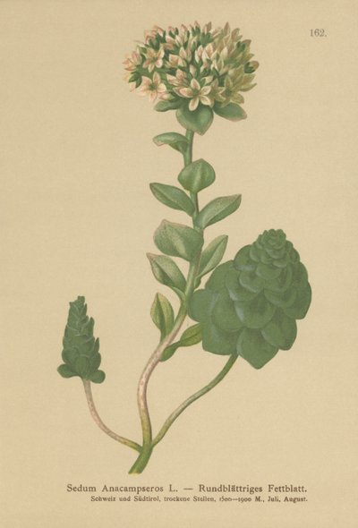 Orpine Evergreen (Sedum Anacampseros, Hylotelephium anacampseros) de German School