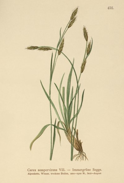Sedge Evergreen (Carex sempervirens) de German School