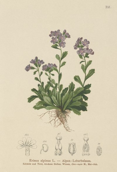 Dedaleira fada (Erinus alpinus) de German School