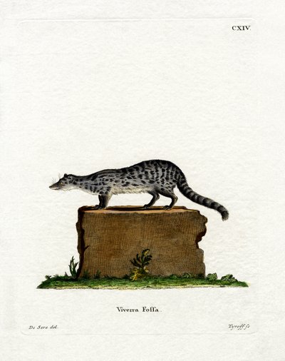 Fanaloka (gravura colorida) de German School