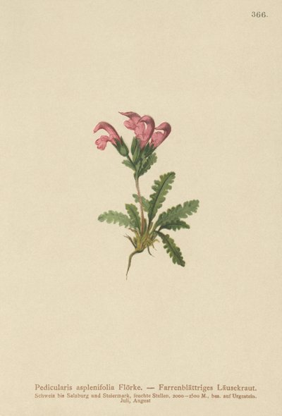 Lousewort com folhas de samambaia (Pedicularis asplenifolia) de German School